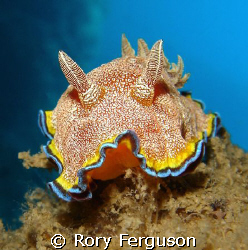 Whte-Spotted Chromodoris from Perhentian Islands.
Sony T3  by Rory Ferguson 